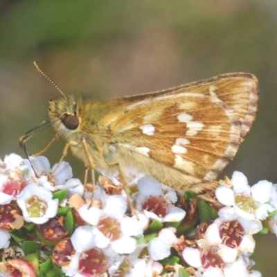 Atkinsia dominula (Two-brand grass-skipper) at Kosciuszko National Park, NSW - 13 Jan 2021 by Harrisi