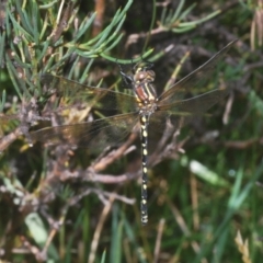 Synthemis eustalacta (Swamp Tigertail) at Kosciuszko National Park, NSW - 13 Jan 2021 by Harrisi