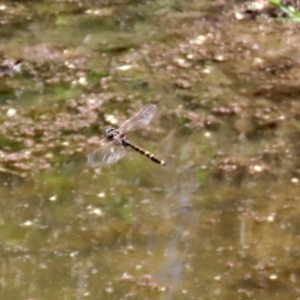 Adversaeschna brevistyla at Fyshwick, ACT - 15 Jan 2021 10:49 AM