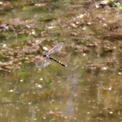 Adversaeschna brevistyla (Blue-spotted Hawker) at Fyshwick, ACT - 15 Jan 2021 by RodDeb