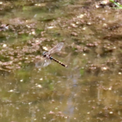 Adversaeschna brevistyla (Blue-spotted Hawker) at Fyshwick, ACT - 15 Jan 2021 by RodDeb