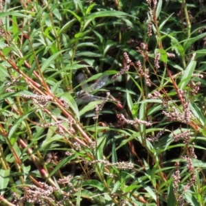 Adversaeschna brevistyla at Fyshwick, ACT - 15 Jan 2021