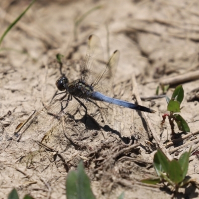 Orthetrum caledonicum (Blue Skimmer) at Fyshwick, ACT - 15 Jan 2021 by RodDeb