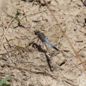 Orthetrum caledonicum at Fyshwick, ACT - 15 Jan 2021