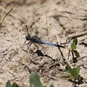 Orthetrum caledonicum at Fyshwick, ACT - 15 Jan 2021