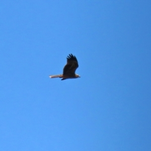 Milvus migrans at Fyshwick, ACT - 15 Jan 2021