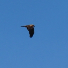 Milvus migrans at Fyshwick, ACT - 15 Jan 2021 11:57 AM