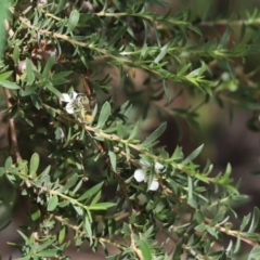 Megachile sp. (several subgenera) (Resin Bees) at Cook, ACT - 28 Nov 2020 by Tammy