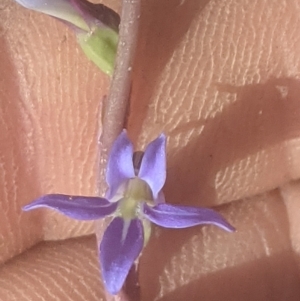 Lobelia dentata/gibbosa at Lake George, NSW - 15 Jan 2021