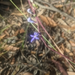 Lobelia dentata/gibbosa at Lake George, NSW - 15 Jan 2021