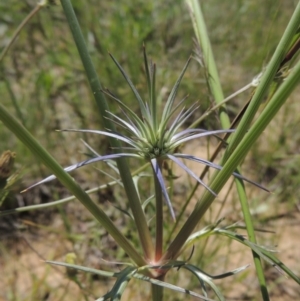 Eryngium ovinum at Hume, ACT - 8 Nov 2020