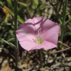 Convolvulus angustissimus subsp. angustissimus (Australian Bindweed) at Hume, ACT - 8 Nov 2020 by michaelb