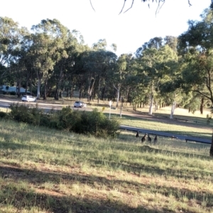 Macropus giganteus at Garran, ACT - 16 Jan 2021 07:10 AM