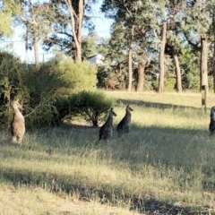 Macropus giganteus at Garran, ACT - 16 Jan 2021