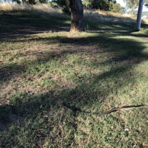 Eucalyptus bridgesiana at Hughes, ACT - 16 Jan 2021