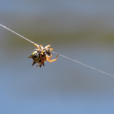 Austracantha minax (Christmas Spider, Jewel Spider) at Lade Vale, NSW - 15 Jan 2021 by SandraH