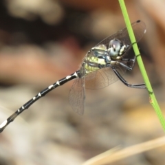 Parasynthemis regina (Royal Tigertail) at Lade Vale, NSW - 16 Jan 2021 by SandraH