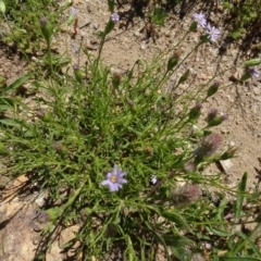 Vittadinia muelleri at Berridale, NSW - 14 Nov 2020