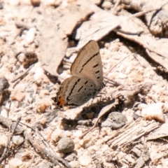 Jalmenus evagoras (Imperial Hairstreak) at Paddys River, ACT - 11 Jan 2021 by SWishart