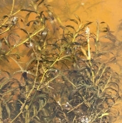 Potamogeton ochreatus (Blunt Pondweed) at Majura, ACT - 16 Jan 2021 by JaneR