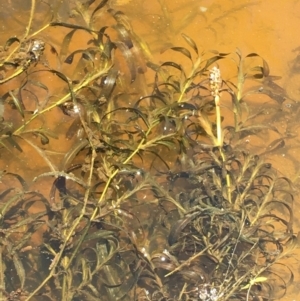 Potamogeton ochreatus at Majura, ACT - 16 Jan 2021