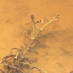 Potamogeton ochreatus at Majura, ACT - 16 Jan 2021