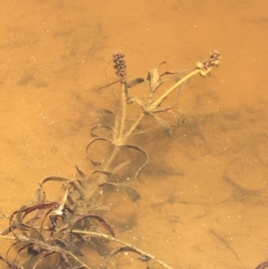 Potamogeton ochreatus at Majura, ACT - 16 Jan 2021