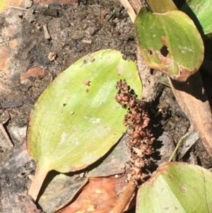 Potamogeton sp (cheesemanii or sulcatus) at Majura, ACT - 16 Jan 2021