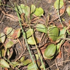 Potamogeton sp (cheesemanii or sulcatus) at Majura, ACT - 16 Jan 2021