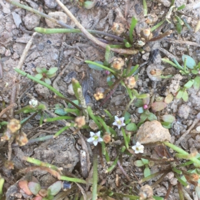 Limosella australis (Austral Mudwort) at Majura, ACT - 16 Jan 2021 by JaneR