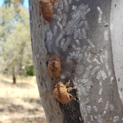 Eriococcidae sp. on Eucalyptus blakelyi (Felted scale on Eucalyptus blakelyi) at Mount Majura - 12 Jan 2021 by MAX