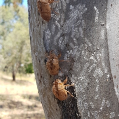 Eriococcidae sp. on Eucalyptus blakelyi (Felted scale on Eucalyptus blakelyi) at Watson, ACT - 12 Jan 2021 by MAX