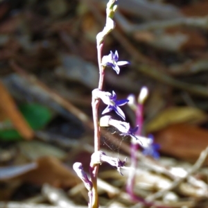 Lobelia gibbosa at Lade Vale, NSW - 16 Jan 2021