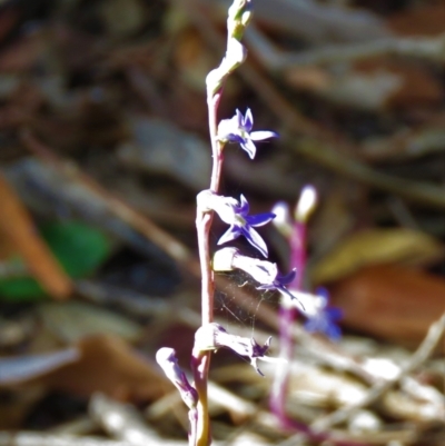 Lobelia gibbosa (Tall Lobelia) at Lade Vale, NSW - 16 Jan 2021 by SandraH