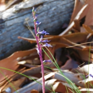 Lobelia gibbosa at Lade Vale, NSW - 16 Jan 2021