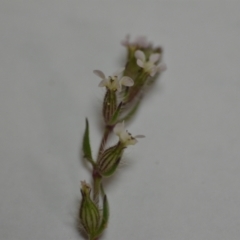 Silene gallica var. gallica (French Catchfly) at Kowen, ACT - 24 Oct 2020 by natureguy