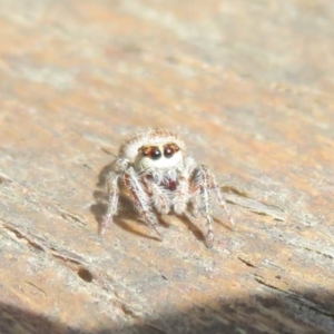 Opisthoncus sp. (genus) at Cotter River, ACT - 15 Jan 2021