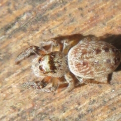 Opisthoncus sp. (genus) at Cotter River, ACT - 15 Jan 2021