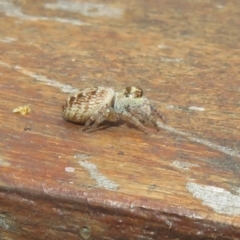 Opisthoncus sp. (genus) at Cotter River, ACT - 15 Jan 2021