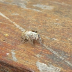 Opisthoncus sp. (genus) at Cotter River, ACT - 15 Jan 2021