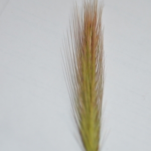 Hordeum leporinum at Sutton, NSW - 24 Oct 2020