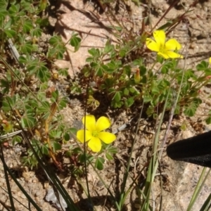 Oxalis sp. at Berridale, NSW - 14 Nov 2020