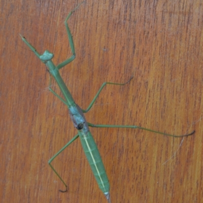 Archimantis sobrina at Yass River, NSW - 11 Jan 2021 by 120Acres
