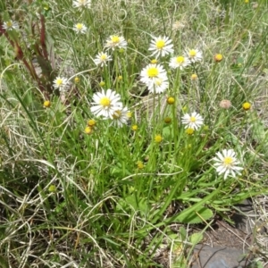 Brachyscome graminea at Maffra, NSW - 14 Nov 2020