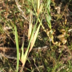 Themeda triandra (Kangaroo Grass) at Nangus, NSW - 23 Nov 2005 by abread111