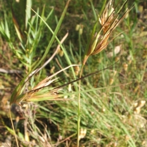 Themeda triandra at Nangus, NSW - 23 Nov 2005 04:05 PM