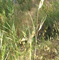 Themeda triandra at Nangus, NSW - 23 Nov 2005