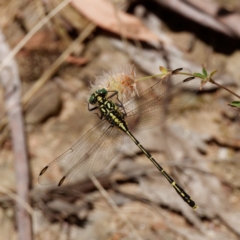 Austrogomphus ochraceus (Jade Hunter) at Cotter River, ACT - 15 Jan 2021 by DPRees125