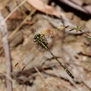 Austrogomphus ochraceus at Cotter River, ACT - 15 Jan 2021 01:02 PM