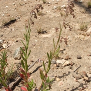 Gonocarpus elatus at Nangus, NSW - 23 Nov 2005